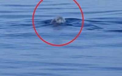 😱 “Ma è un miracolo” L’incredibile scoperta nel mare italiano: c’è un c…Altro…