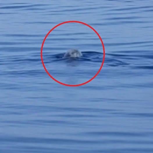 😱 “Ma è un miracolo” L’incredibile scoperta nel mare italiano: c’è un c…Altro…